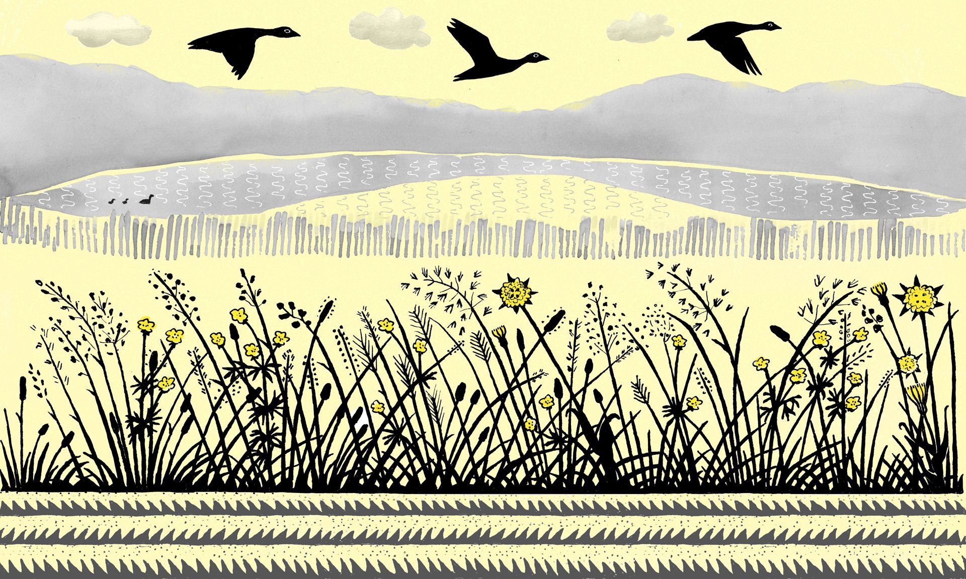 shadow play, sudbury hall, geese, flying geese, meadow flowers,