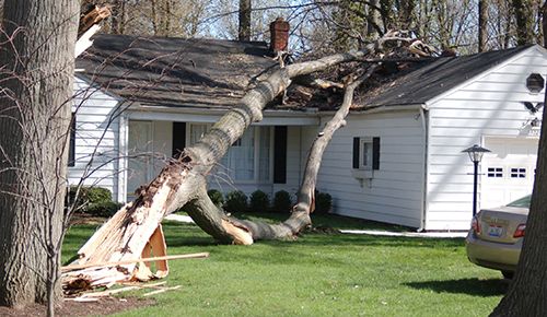 Tree Removal, Meadville, PA