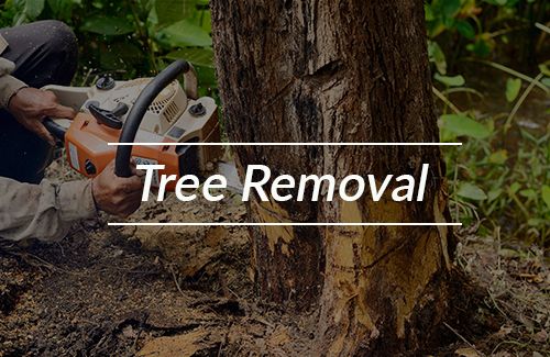 Tree Removal Erie, PA