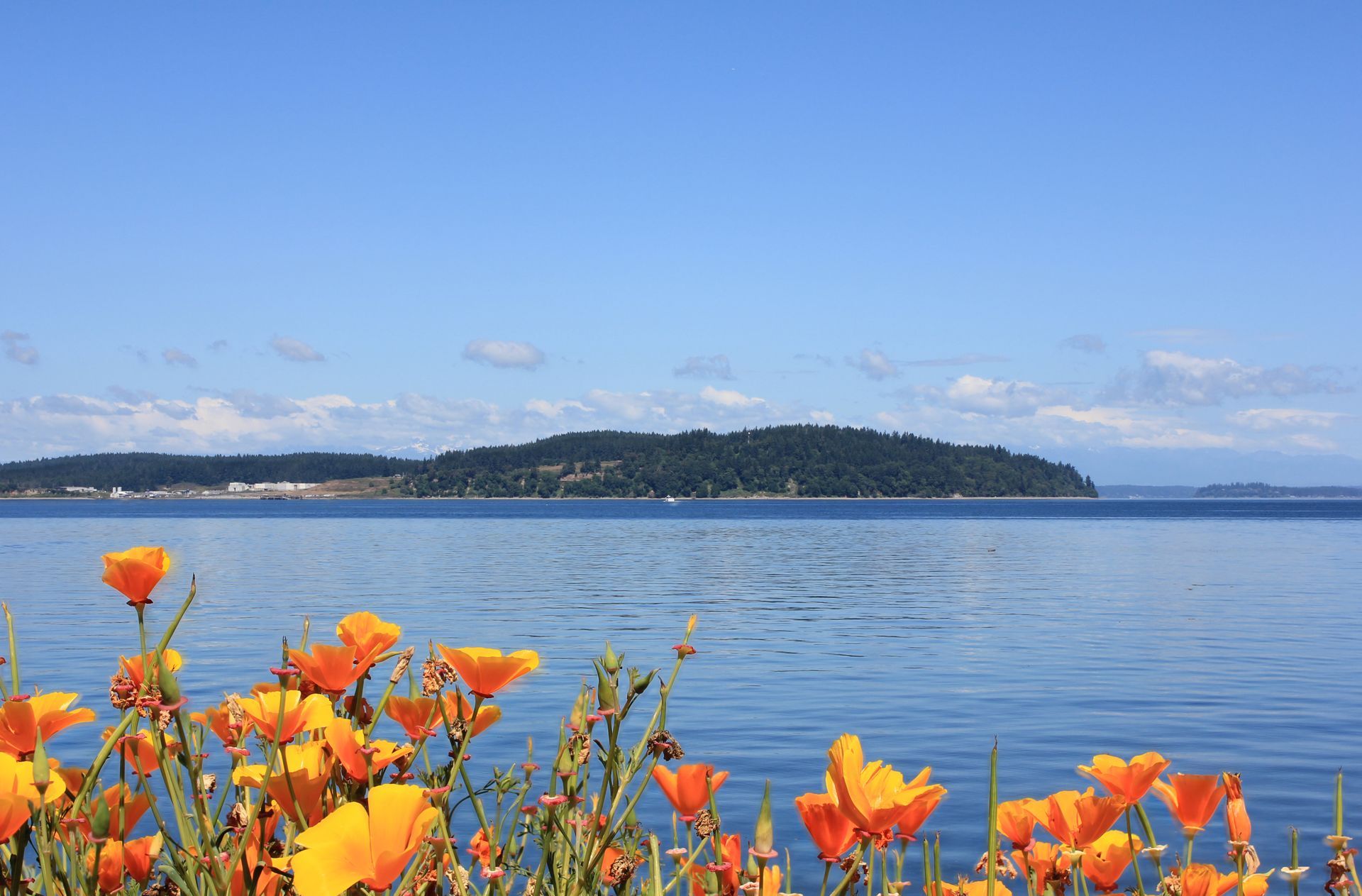 A bunch of flowers are in front of a body of water