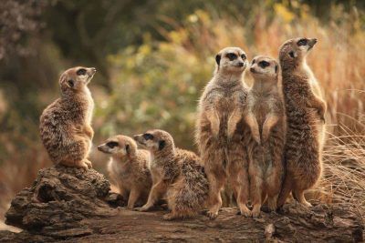 A group of meerkats standing next to each other on top of a rock.