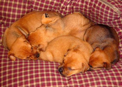 Three brown puppies are sleeping on a checkered blanket.