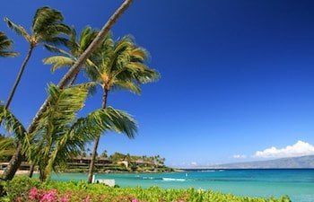 The palm trees are blowing in the wind on the beach