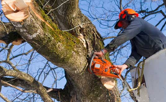 Worker Trimming the Tree — Aiken, SC — Tree Surgeons, LLC