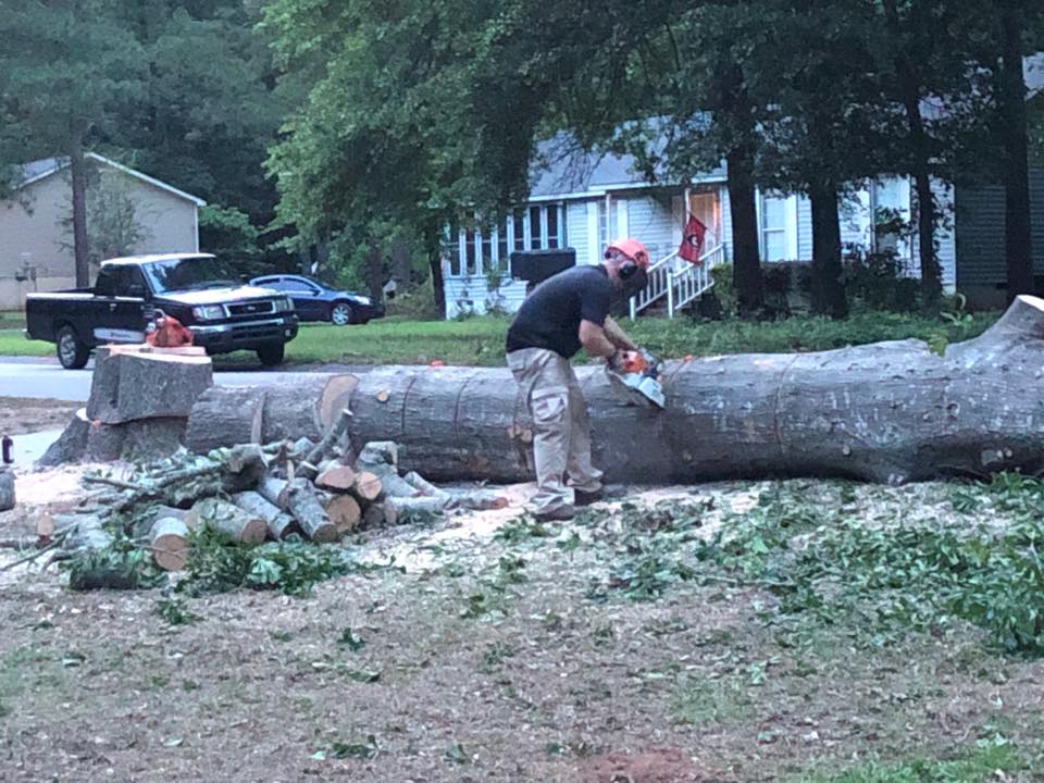 Man Cutting the Tree — Aiken, SC — Tree Surgeons, LLC