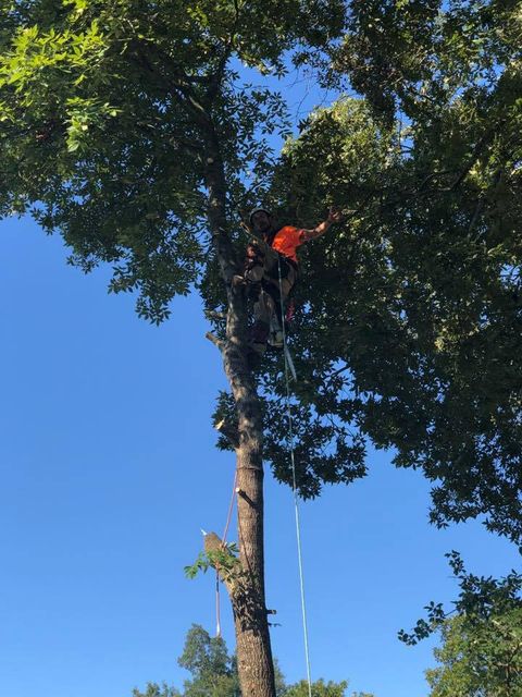 Tree Surgeon Hanging from a Branch — Aiken, SC — Tree Surgeons, LLC