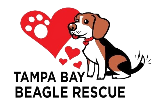 Tampa Bay Beagle Rescue link for Leia that Beagle Chief Hunting Officer for That Neighborhood Guy Zhay Robles, Realtor