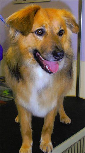 Dog grooming - Wolverhampton - Groomers 4 Pets - Dog Dog