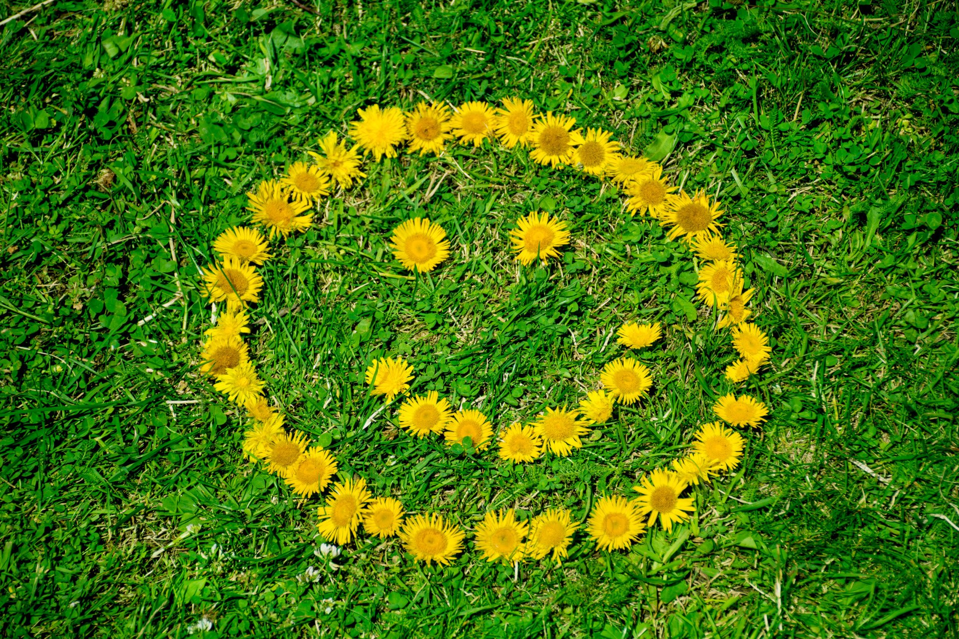 sunflowers forming a smiley