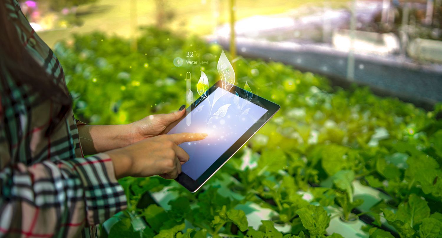 A person is using a tablet in a greenhouse.