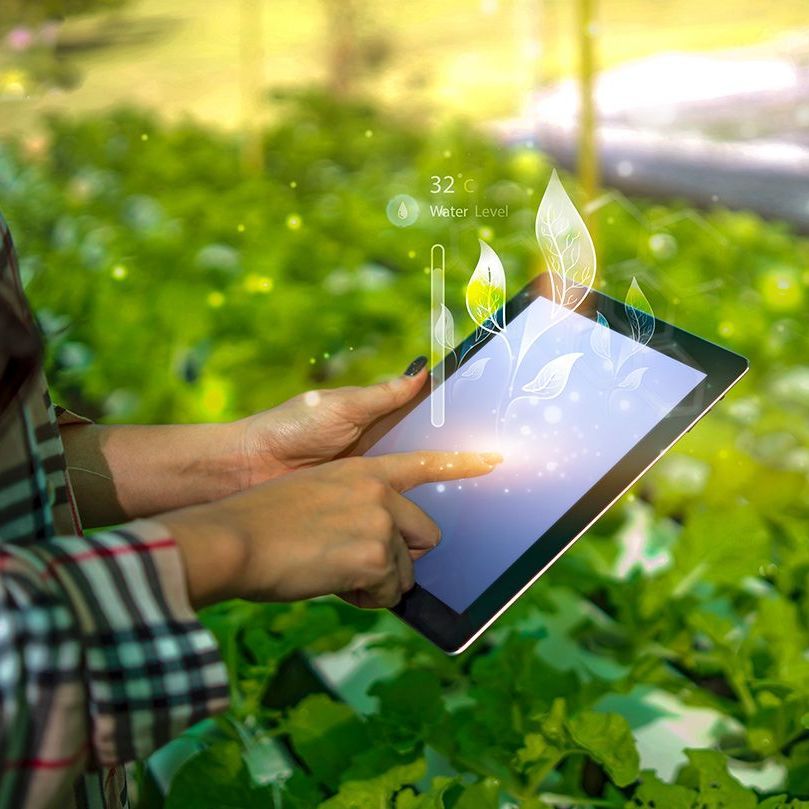 A person is holding a tablet in their hands in a field.