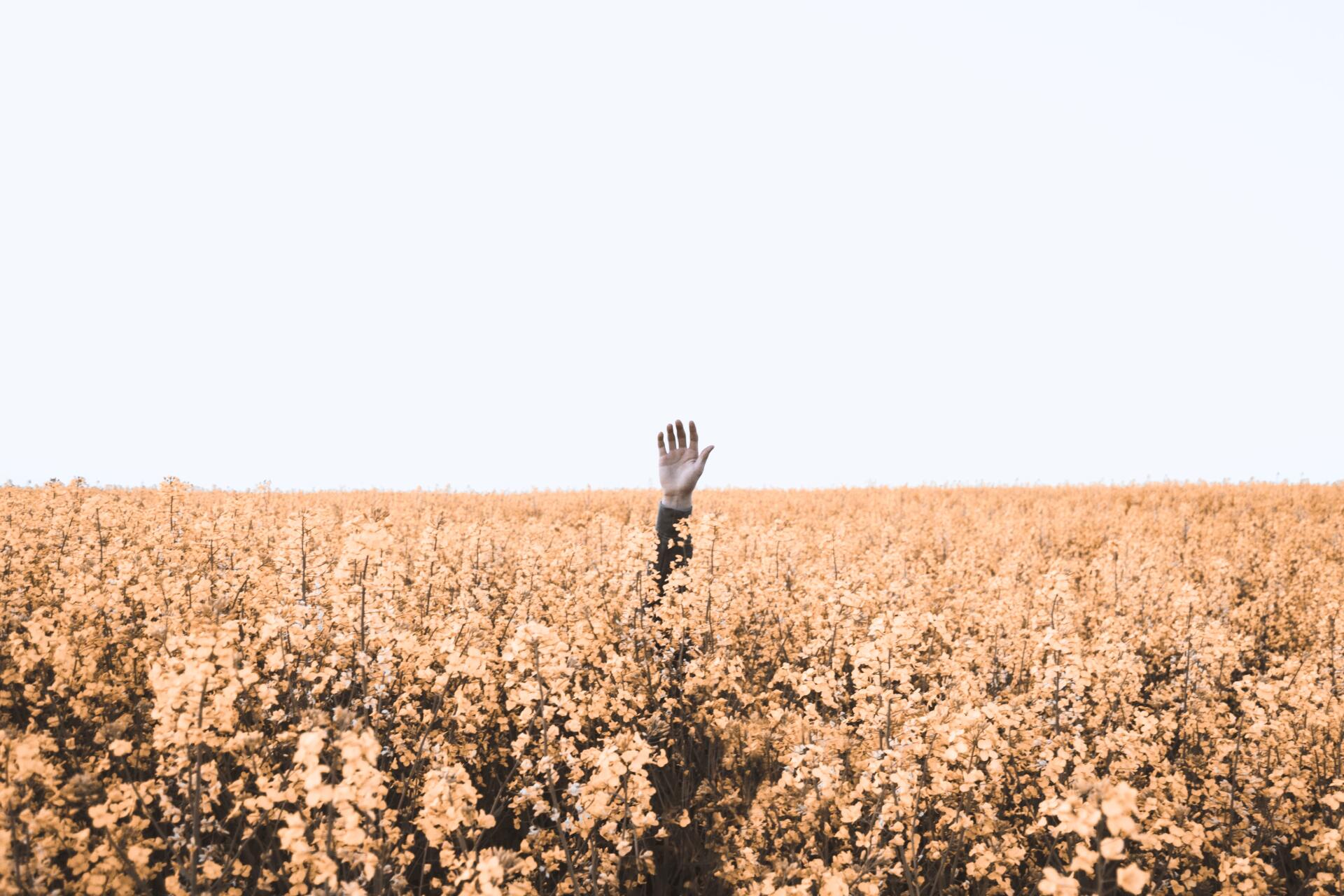 A person 's hand is reaching out of a field of flowers.