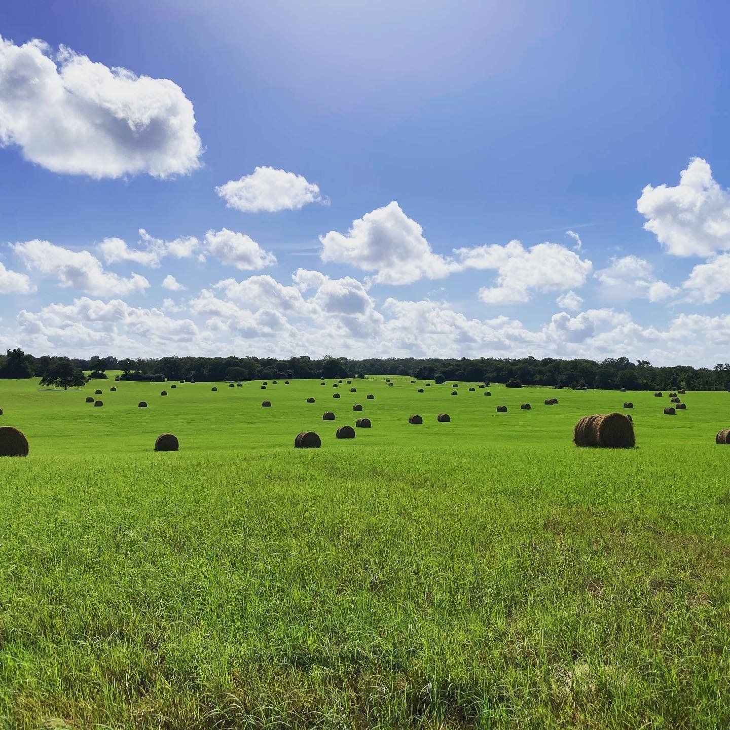A field filled with hay bales on a sunny day.
