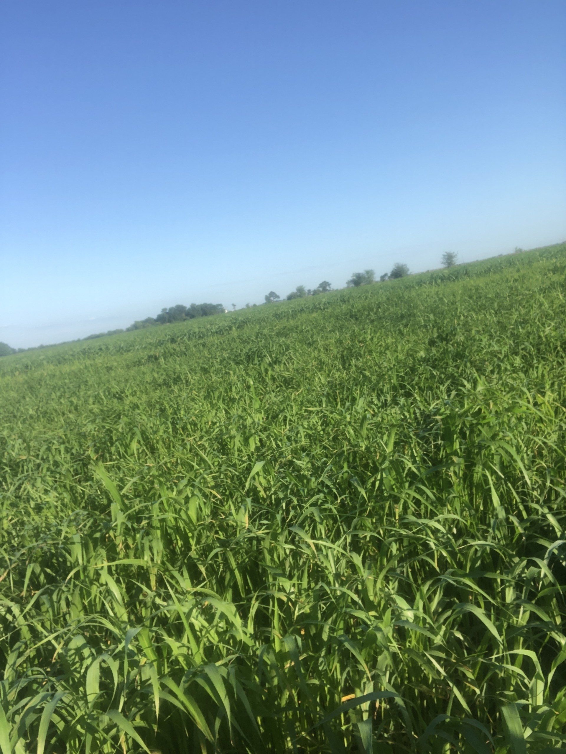 A large green field with a blue sky in the background.