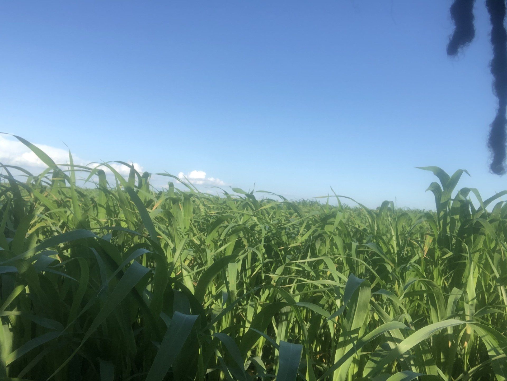 A field of corn with a blue sky in the background