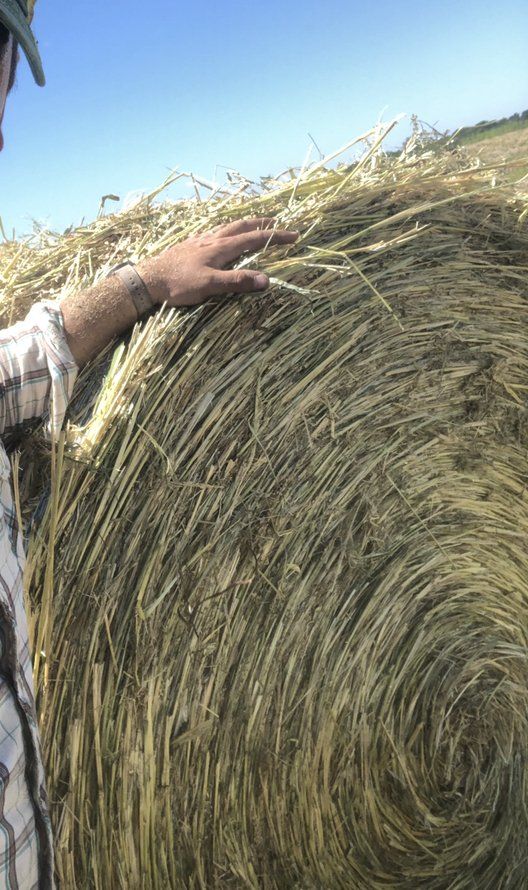 A person is touching a large bale of hay in a field.