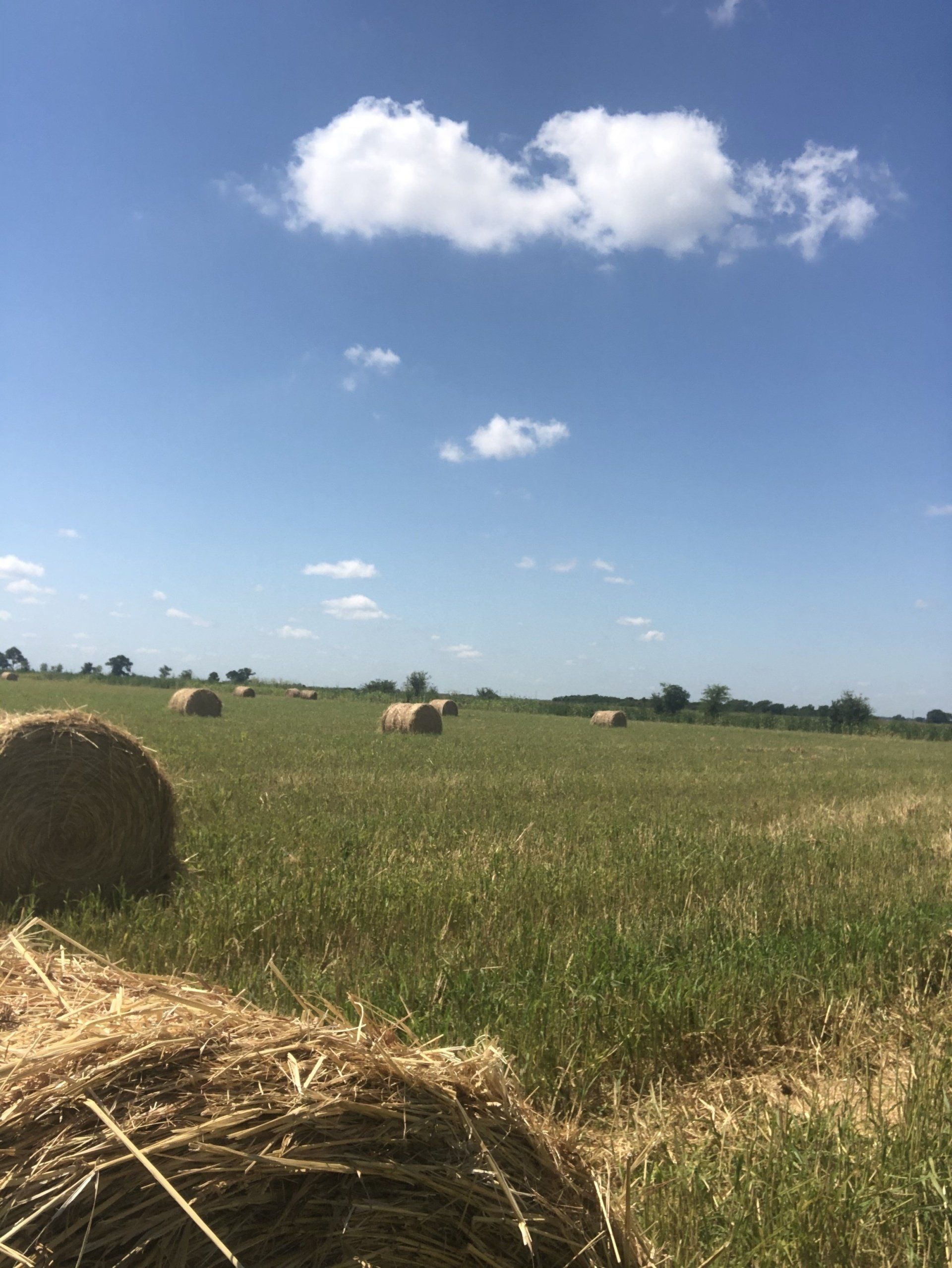 Hay bales in a field with a cloud in the sky