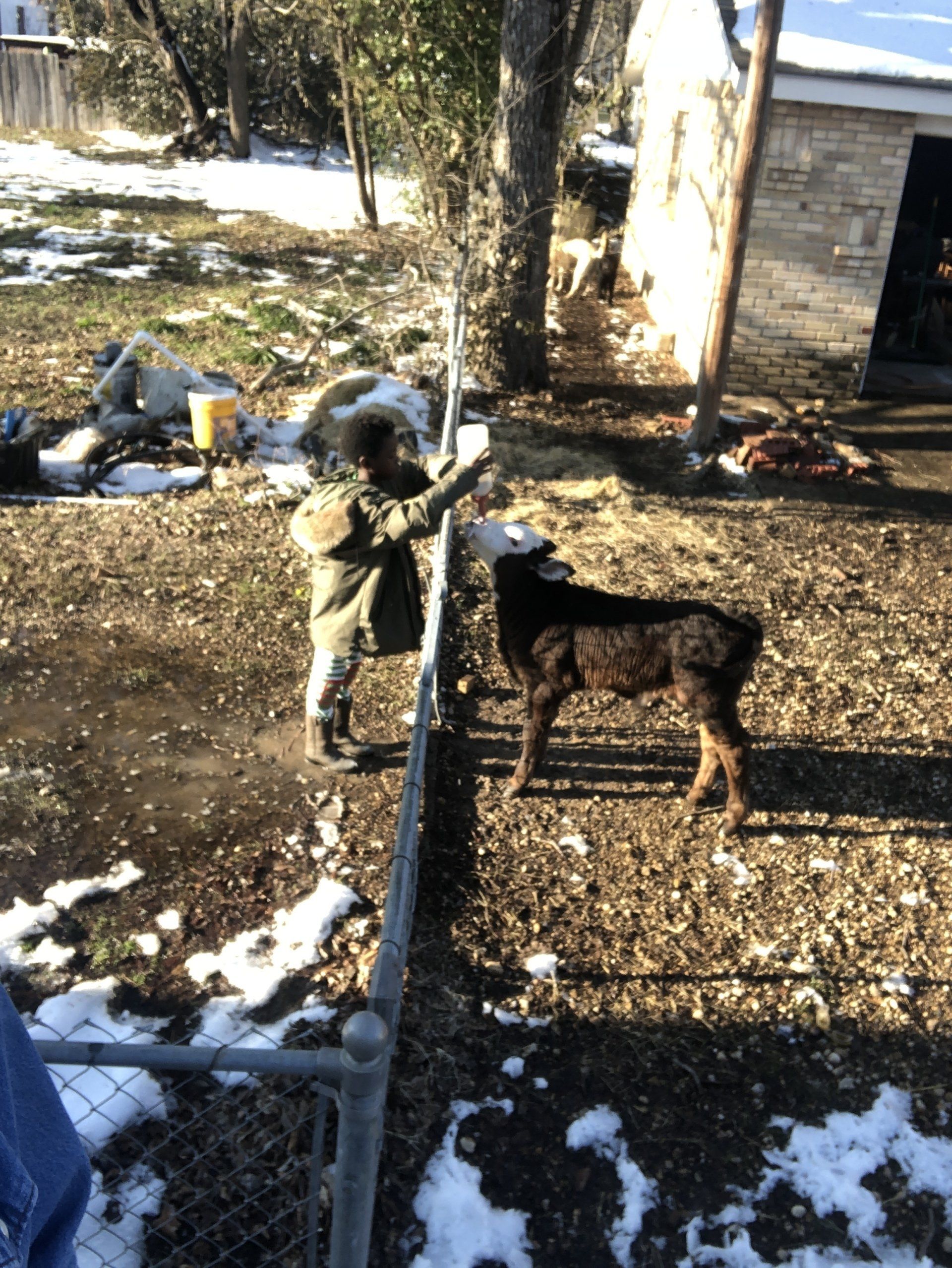 A person standing next to a fence feeding a calf