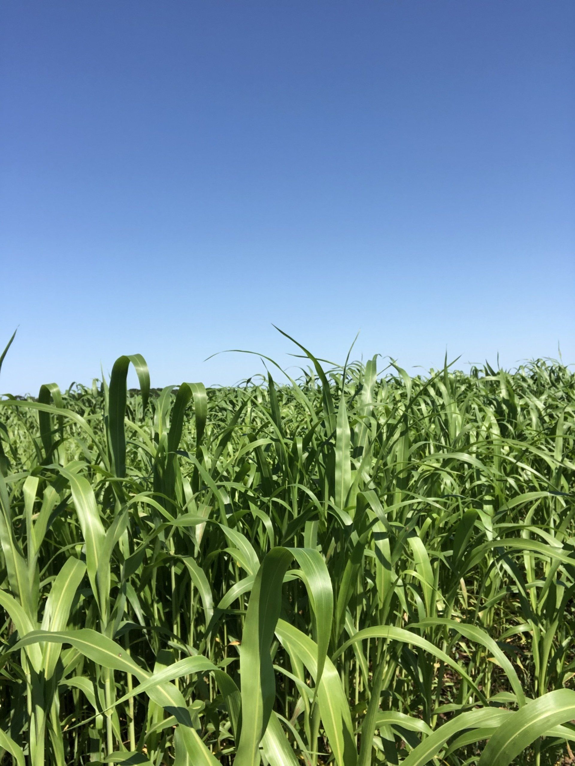 A field of corn with a blue sky in the background