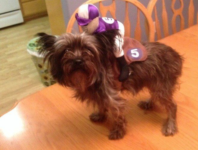 Little Dog in a Costume — Salinas, CA — Pet Fun At Harden Ranch Plaza