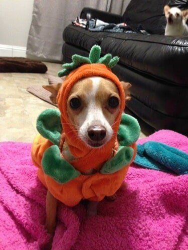 Little Dog in a Carrot Costume — Salinas, CA — Pet Fun At Harden Ranch Plaza