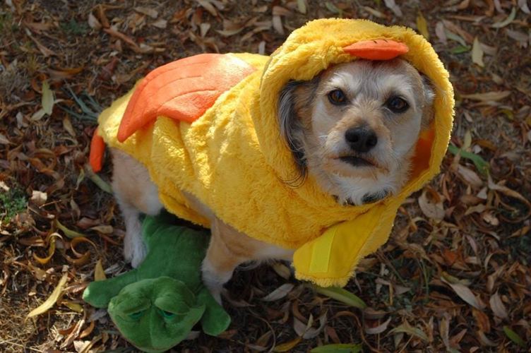 Dog in a Yellow Costume — Salinas, CA — Pet Fun At Harden Ranch Plaza