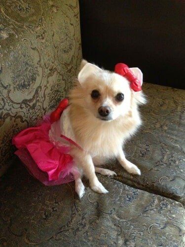 Cute Dog in a Pink Dress — Salinas, CA — Pet Fun At Harden Ranch Plaza