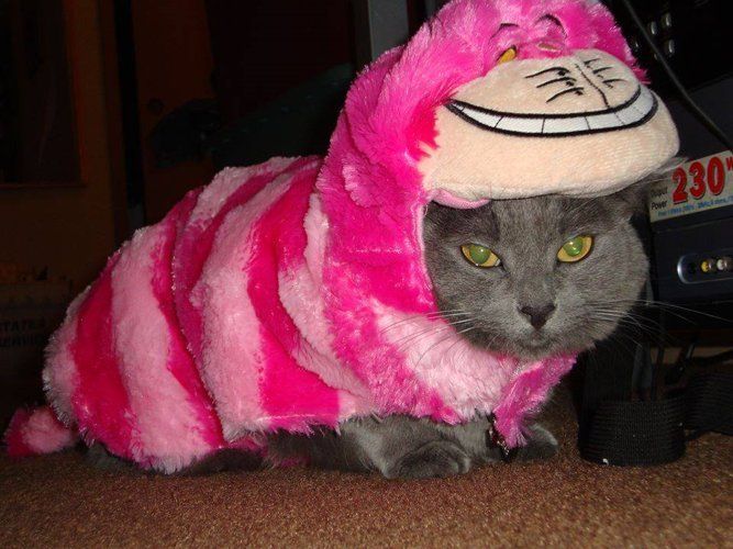 Cat in Costume — Salinas, CA — Pet Fun At Harden Ranch Plaza