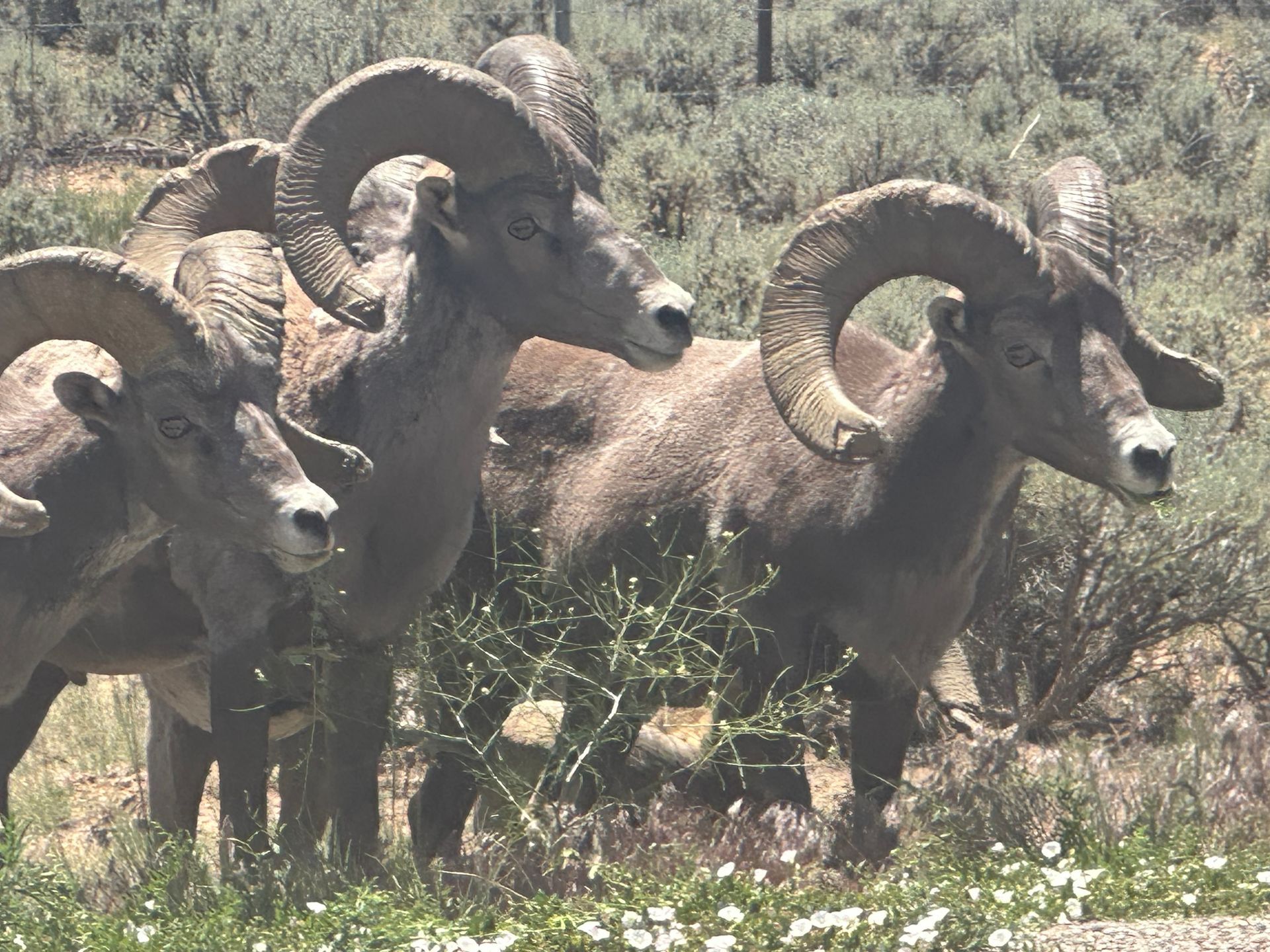 Three bighorn sheep with large curled horns stand together in a grassy, scrubby field.