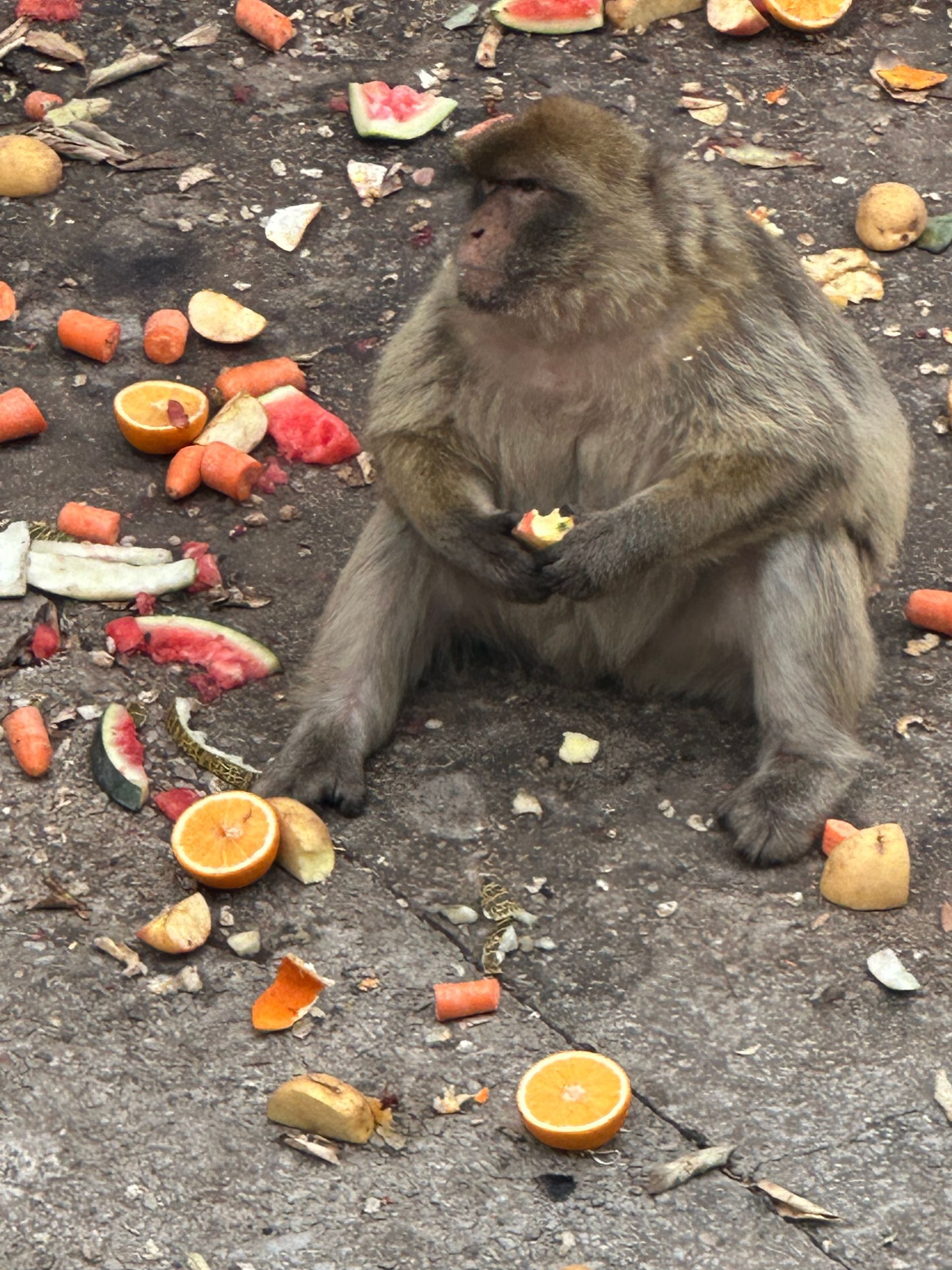 A large monkey sits on the ground, surrounded by scattered pieces of fruit and vegetables, eating a small snack.