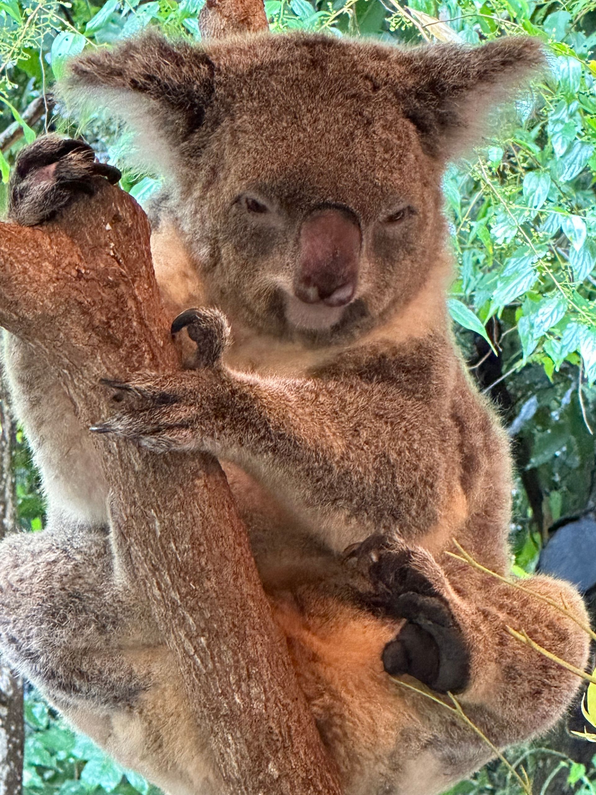 A koala with thick, brown fur clings to a tree branch, looking toward the camera amidst green foliage.