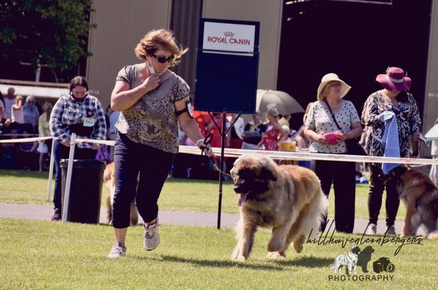 Hillhavenleonbergers Show kennels in Ireland