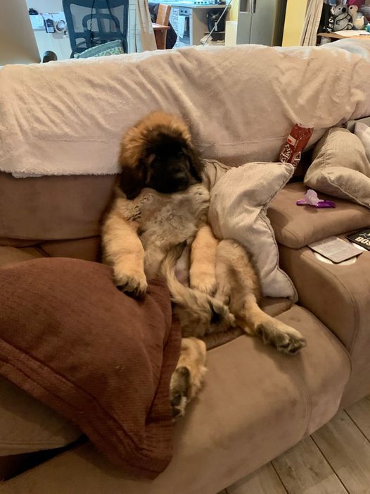 Large, fluffy dog lounging on a sofa, propped up by pillows. Brown and tan fur.