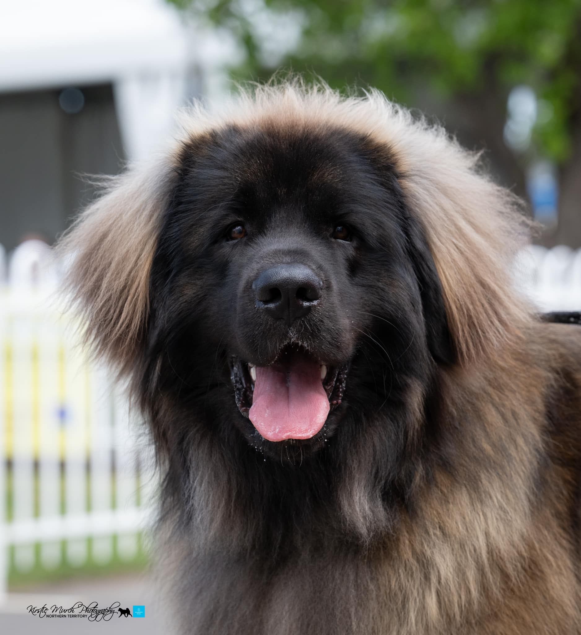 Leonberger dog with dark fur, tan highlights, and an open mouth.