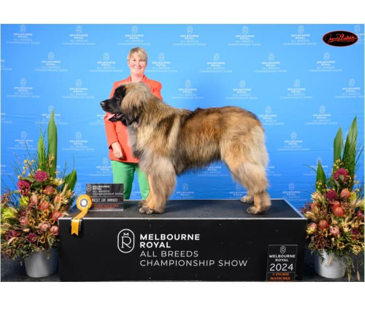 Leonberger dog on a podium at Melbourne Royal All Breeds Championship Show, with owner.
