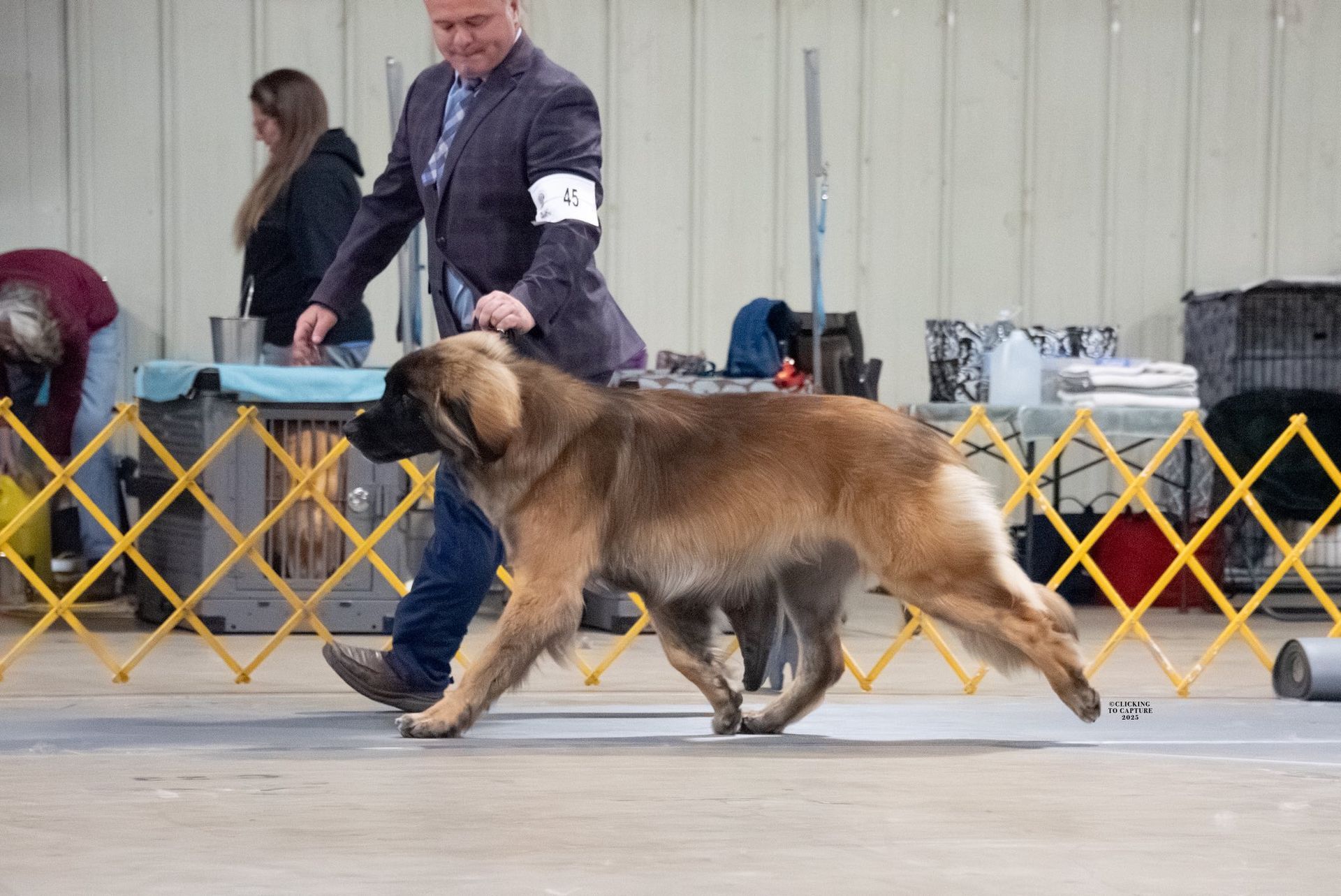 A man in a suit walks a large, brown dog at a dog show.