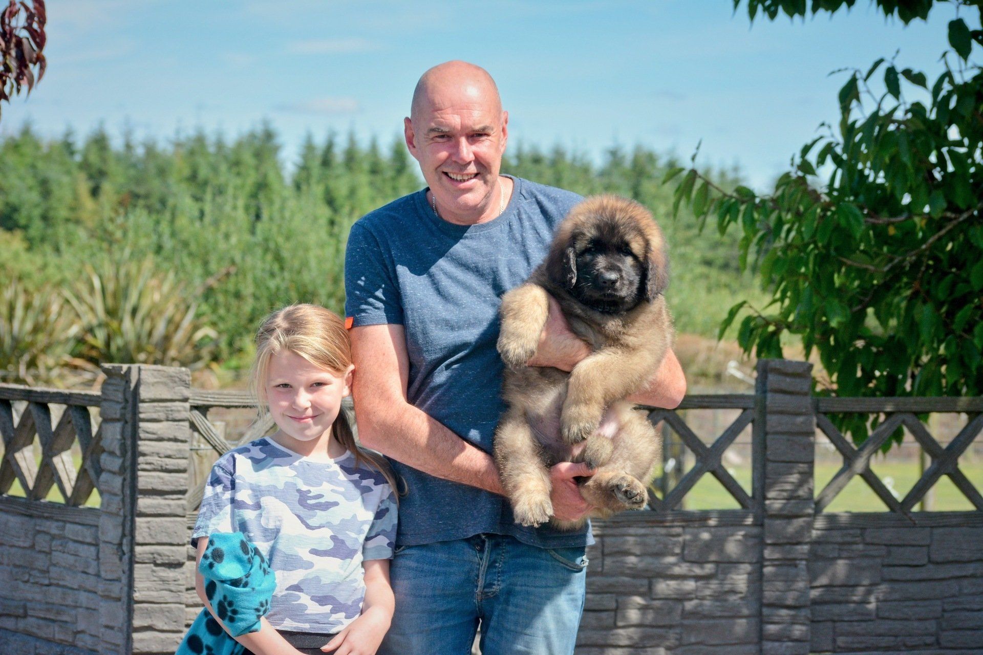 Hillhavenleonbergers leonbergers