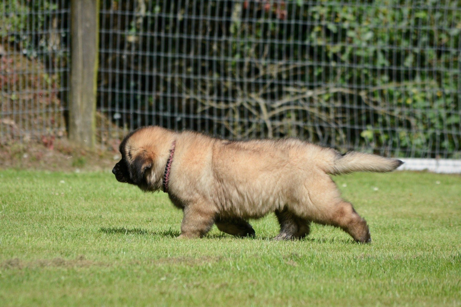 Hillhavenleonbergers leonbergers