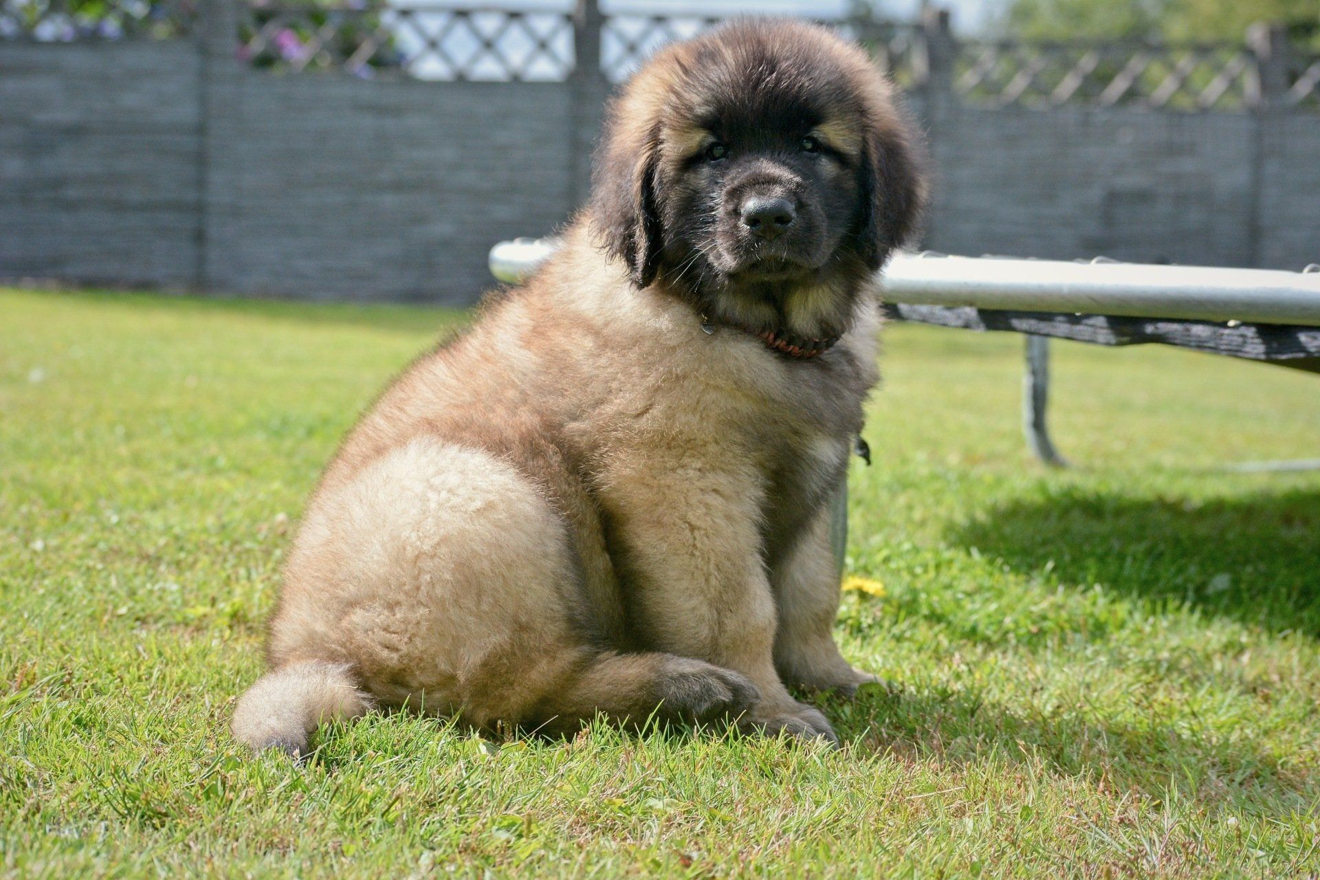 Hillhavenleonbergers leonbergers