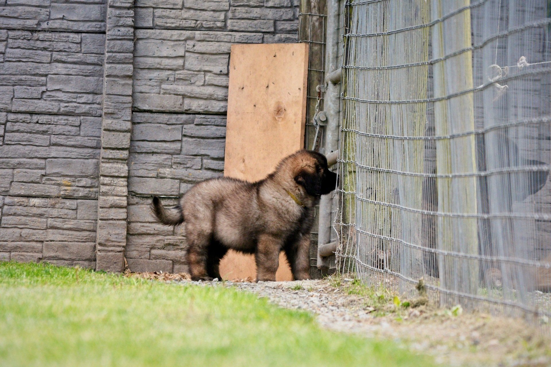 Fluffy brown puppy standing by a chain-link fence, looking curiously. Green grass, concrete wall, and wooden board.