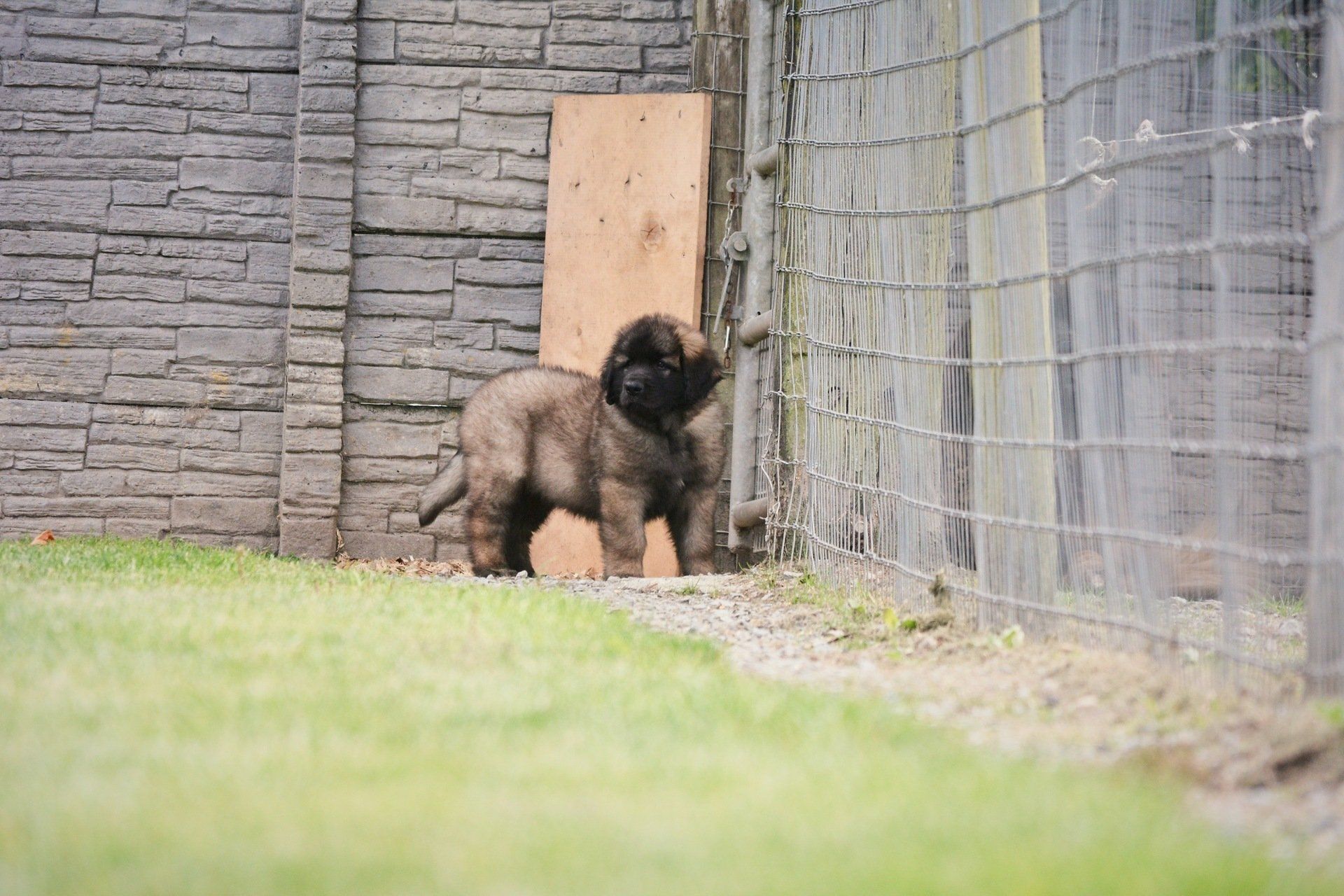 A fluffy brown puppy stands on grass near a fence and a weathered wooden board next to a stone wall.