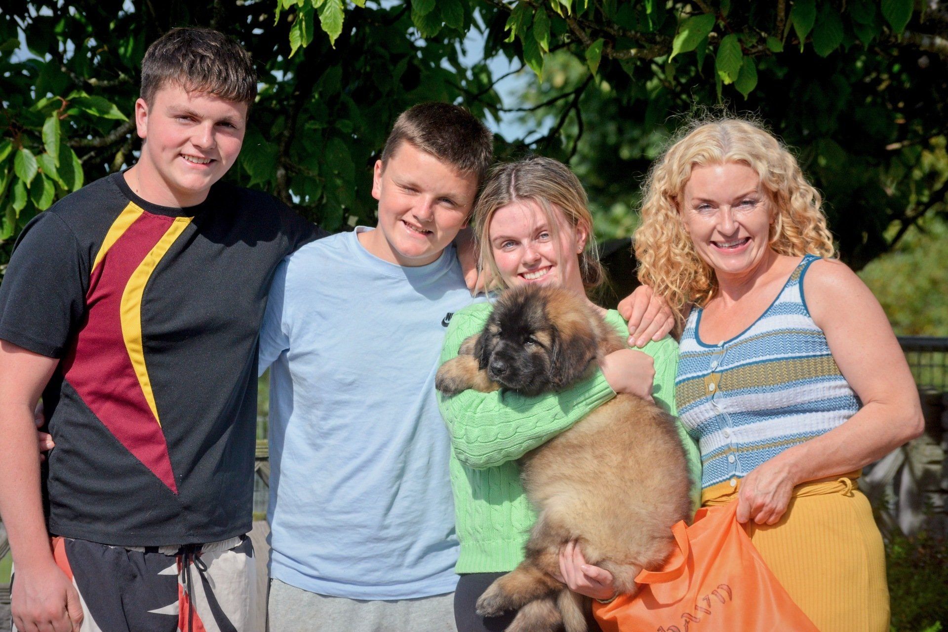 Hillhavenleonbergers leonbergers