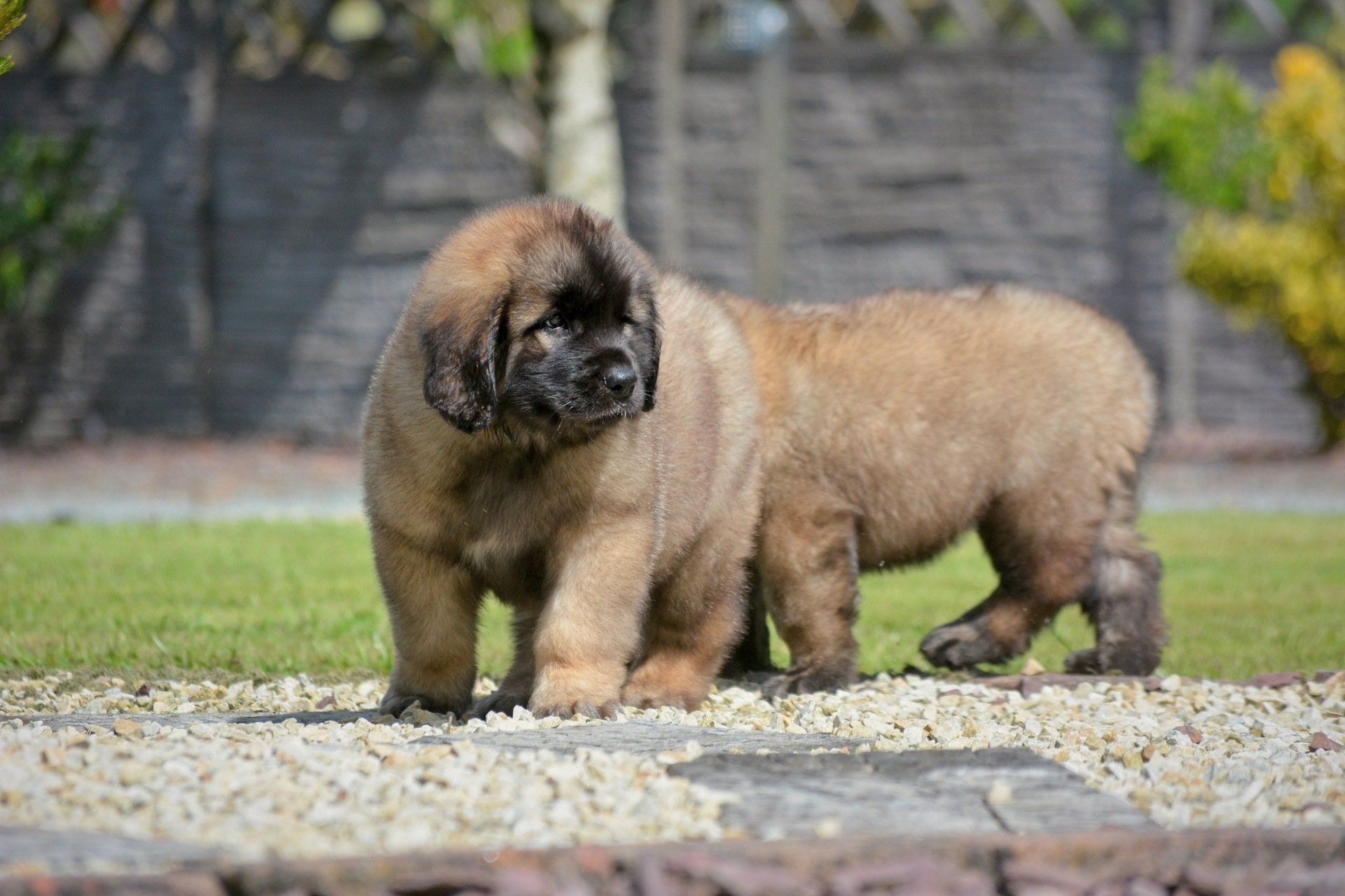 Hillhavenleonbergers leonbergers