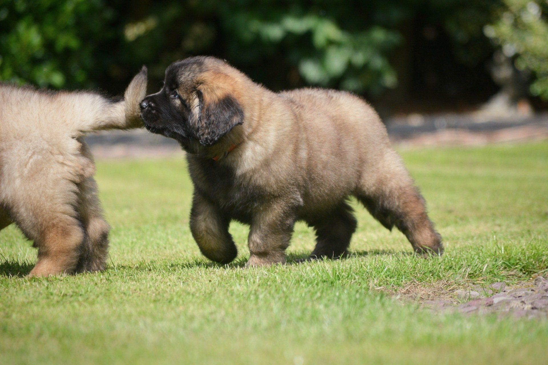 Two fluffy brown Leonberger puppies playing on green grass. One sniffs the other's rear.