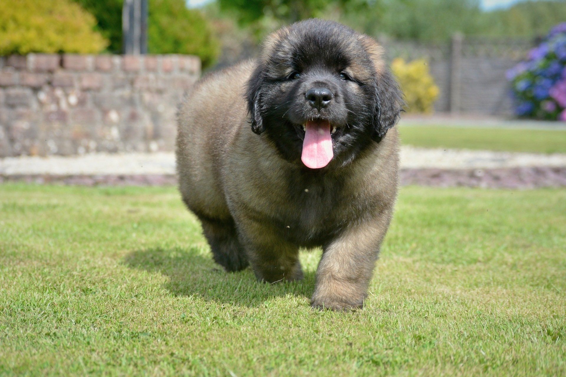 Hillhavenleonbergers leonbergers
