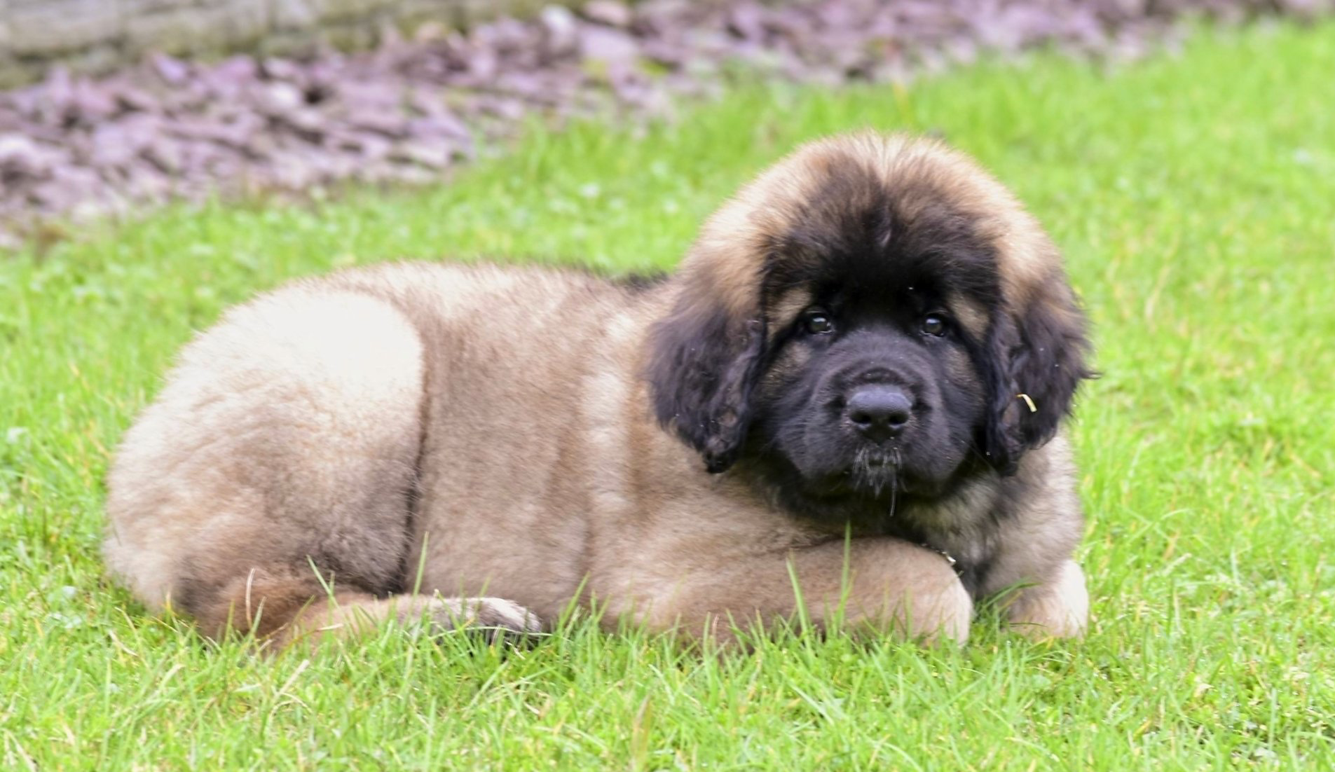 Fluffy tan and black Leonberger puppy lying on green grass.