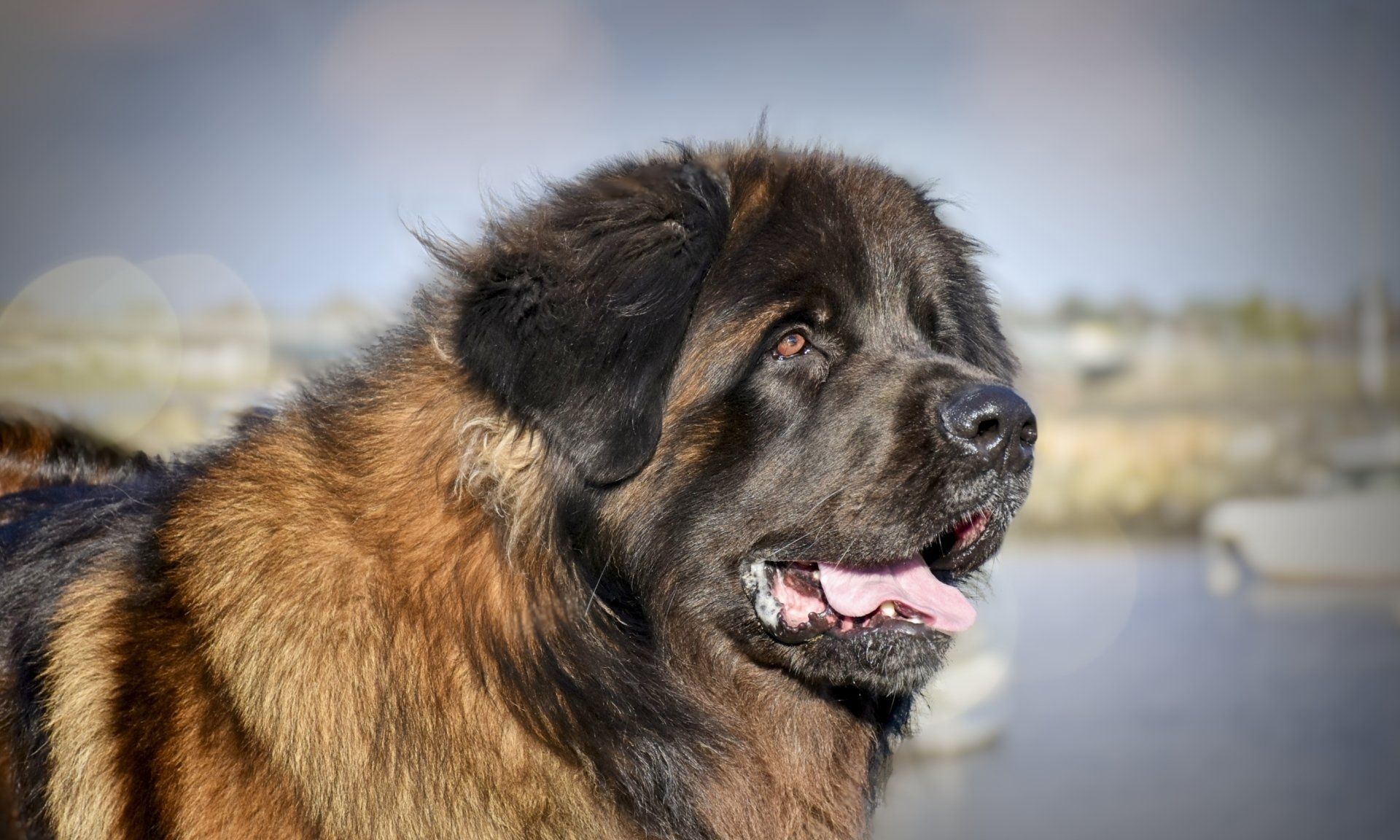 Multi Champion & Crufts Winning, Leonbergers Show kennels in Ireland