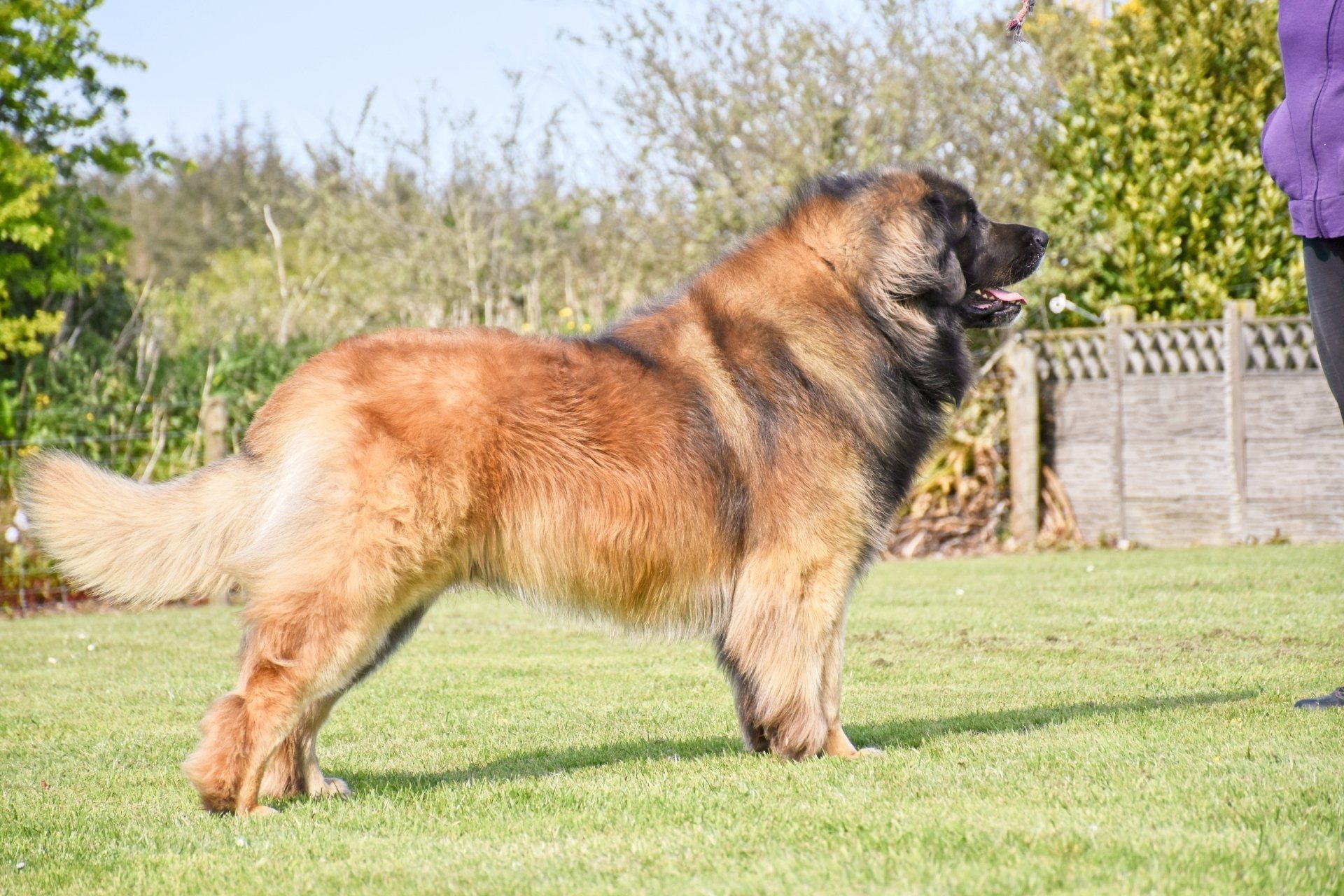 A large, brown Leonberger dog stands on grass, looking right. A person's leg is visible.