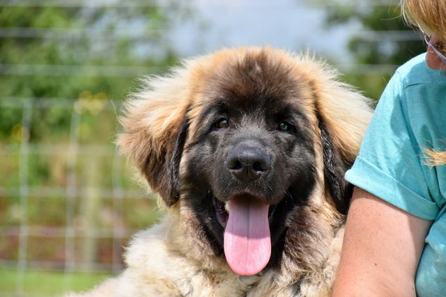 Hillhavenleonbergers Show kennels in Ireland