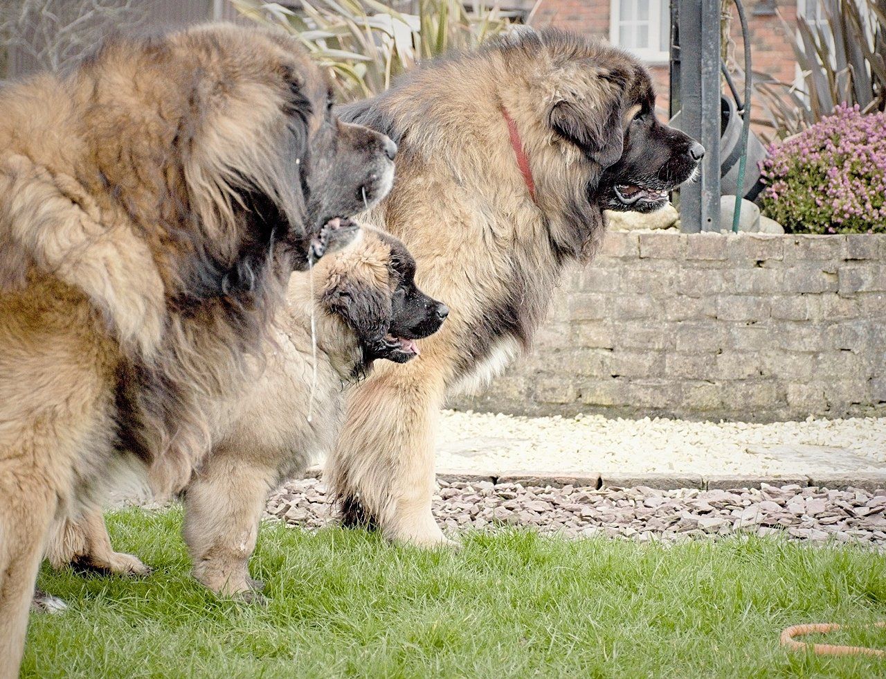 Two large, fluffy dogs standing on grass. They have brown and black fur with one wearing a red collar.